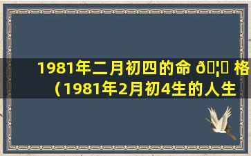 1981年二月初四的命 🦋 格（1981年2月初4生的人生 🐝 晨八字）